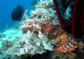   Scorpion Fish taken Camiguin  